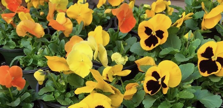 yellow and orange pansy blooms up close yellow and orange pansy blooms up close
