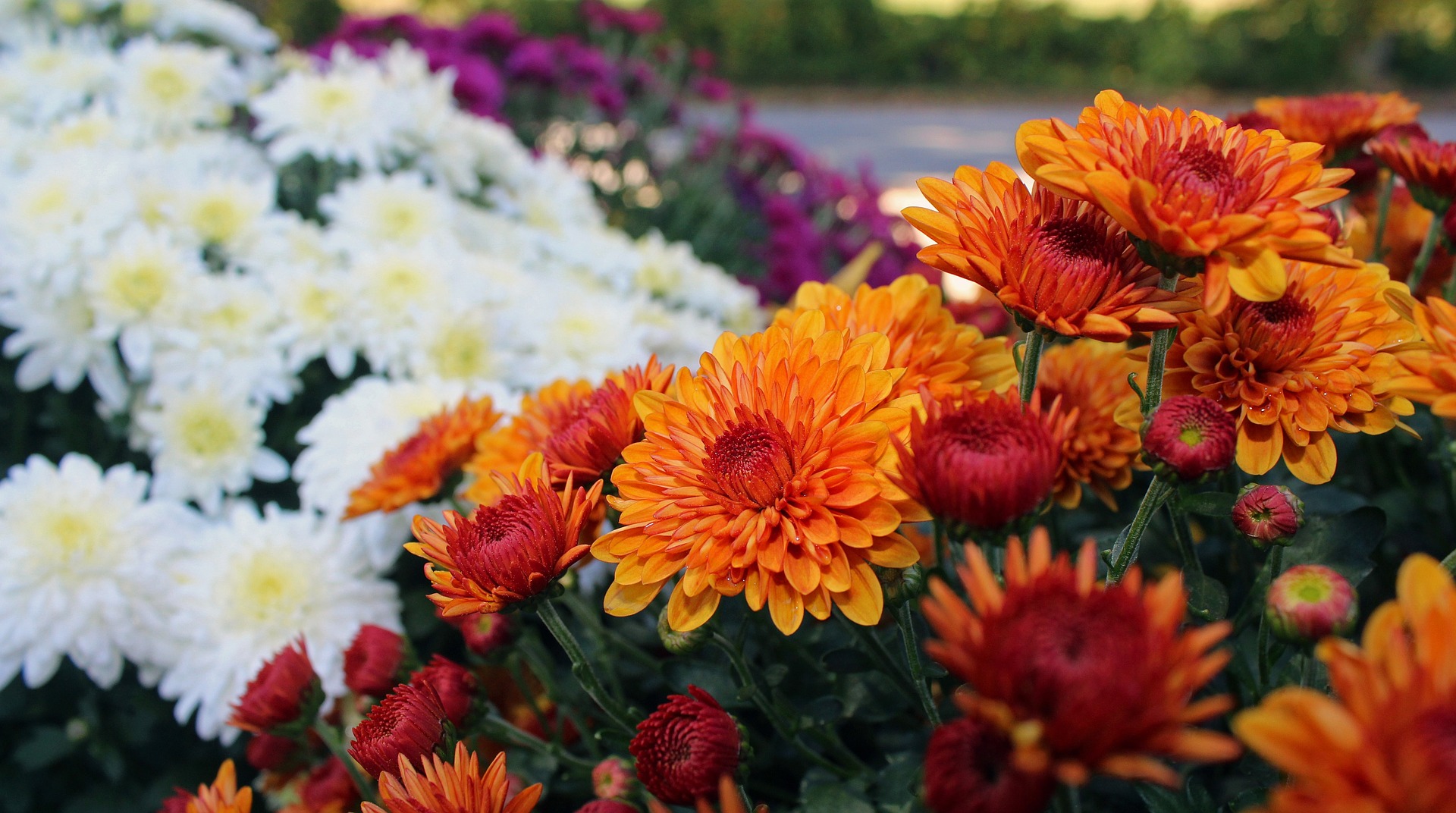 Orange and white mums in full bloom Orange and white mums in full bloom