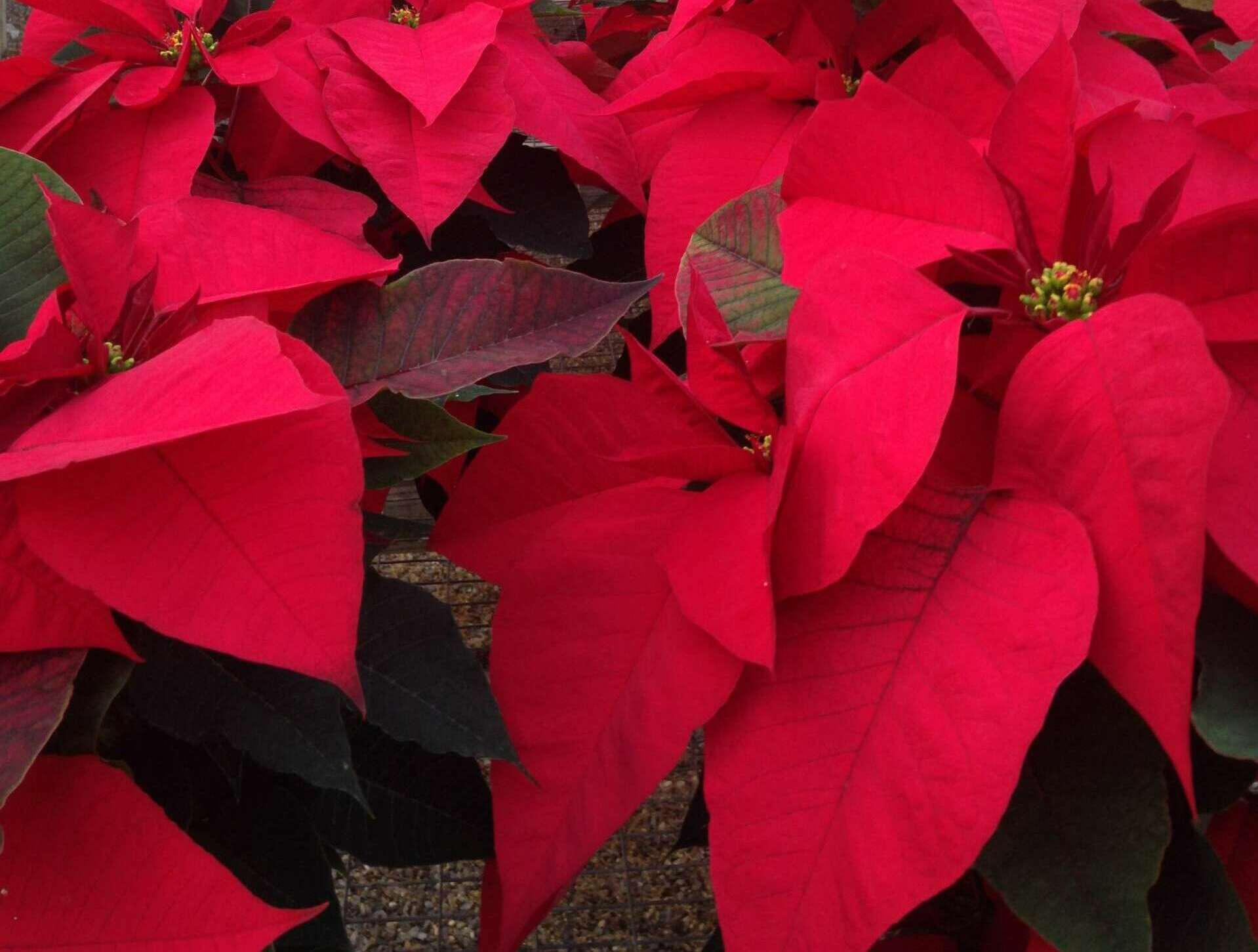 Red Poinsettias