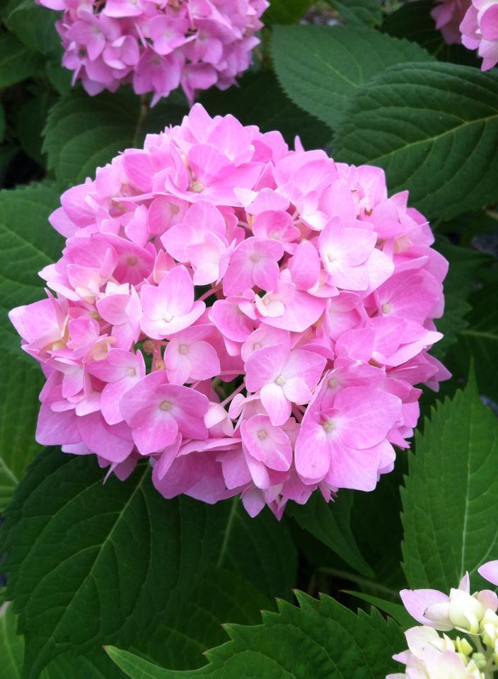 Hydrangea With Light Pink Blooms