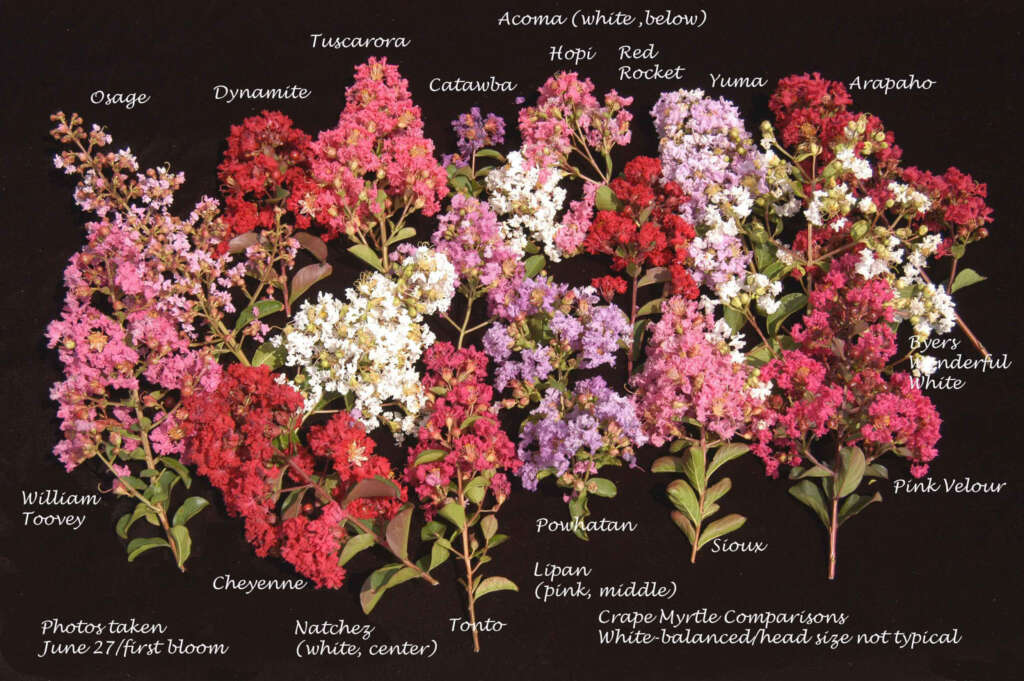 Composite of crape myrtles just to show wide diversity of colors scaled