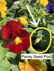 pansy blooms with a pansy seed pod circled