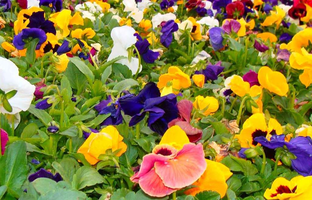 Planting and Caring for Pansies
