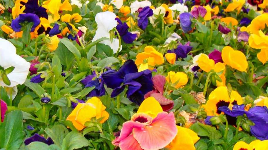 Planting and Caring for Pansies