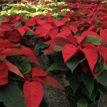 Poinsettias
