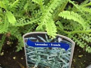 French Lavender in a pot