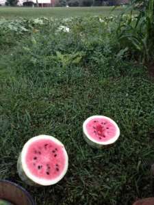 Fresh watermelon cut in half sitting in grass