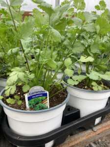 white pots of cilantro