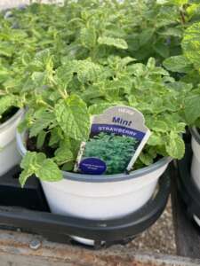 Strawberry Mint in a pot