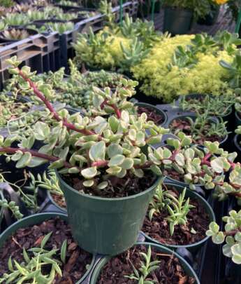 Assorted House plants in small pots
