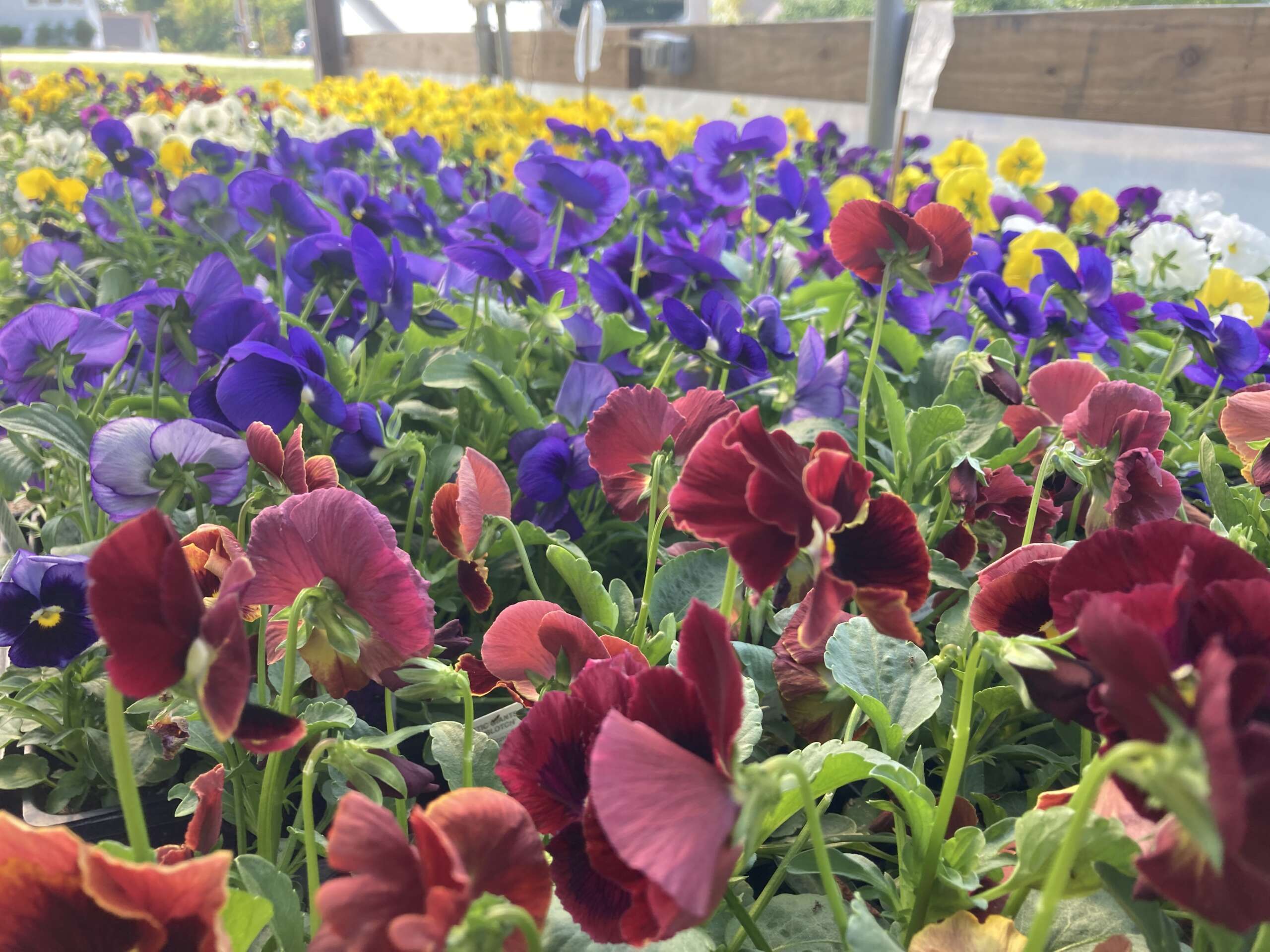 Assorted colors of Pansies in full bloom