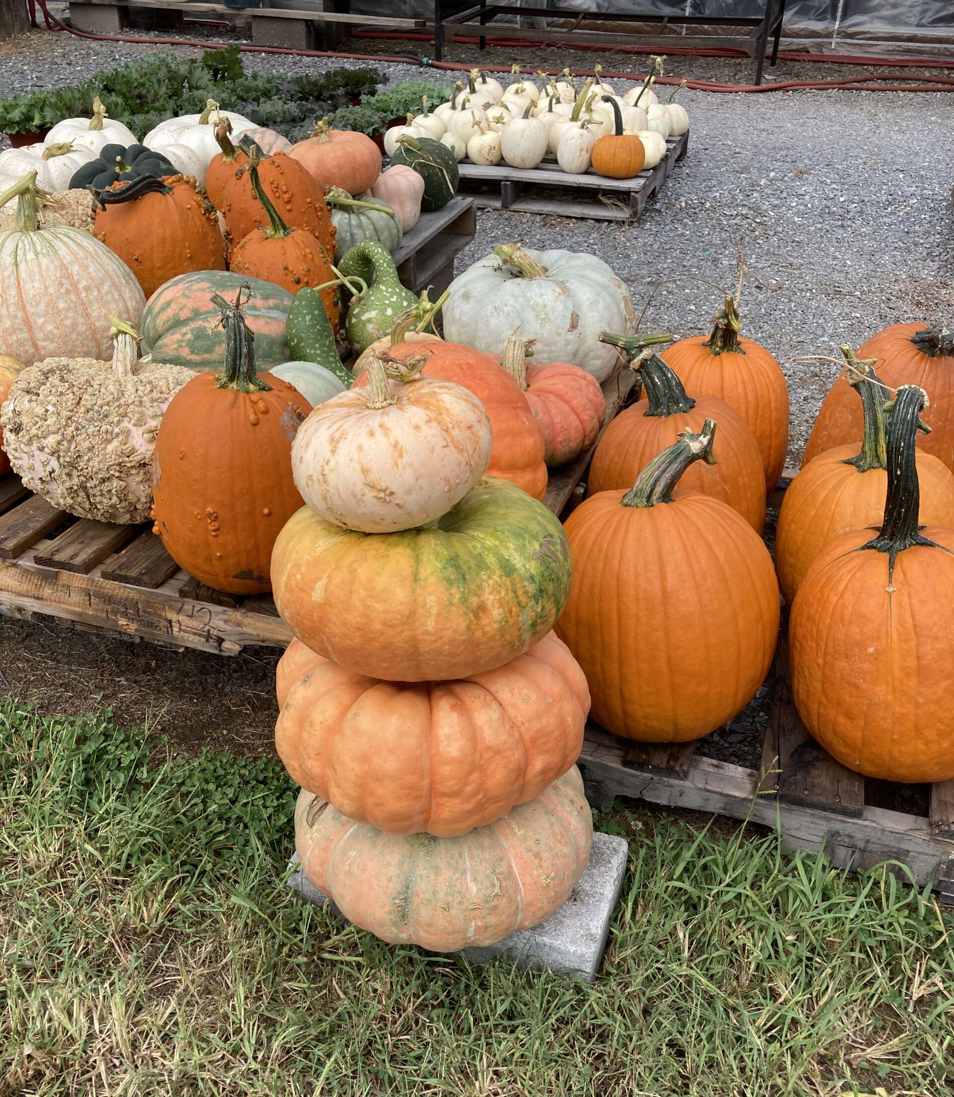 Stack of gourds surrounded by pumpkins