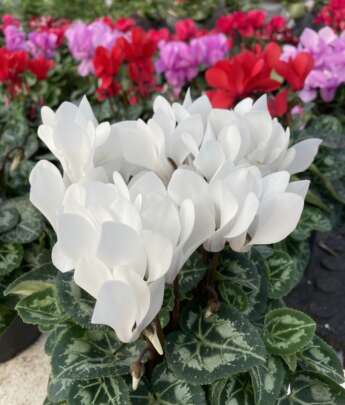 White, red, and purple Cyclamen