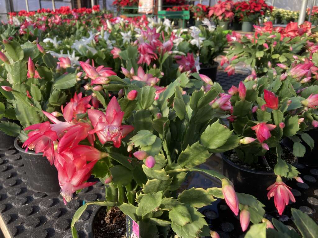 Red and white Christmas Cactus in full bloom