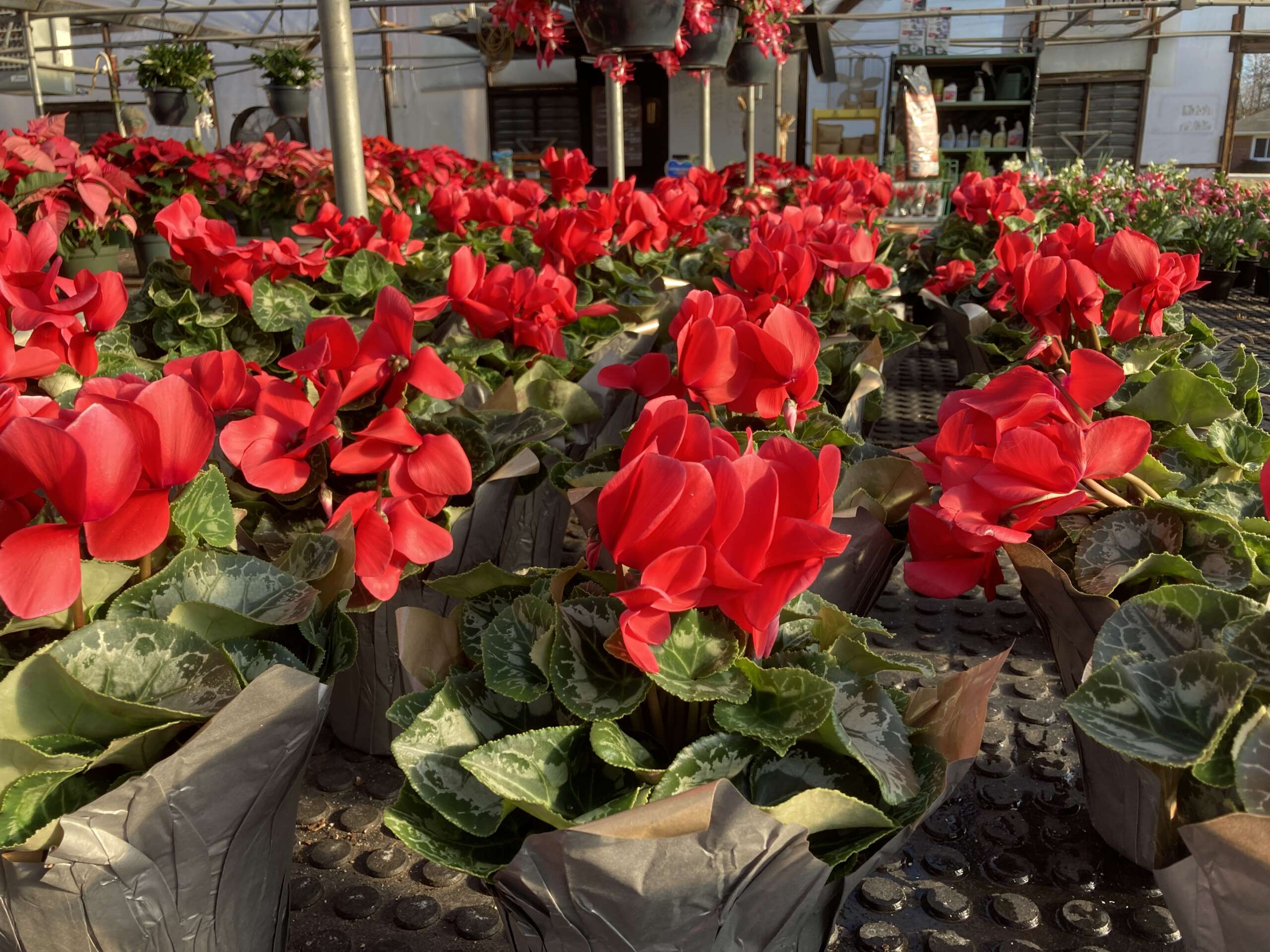 Traditional red cyclamen in a foil wrap