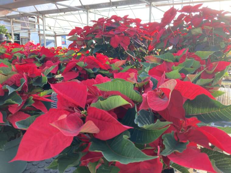 Traditional Red Poinsettias