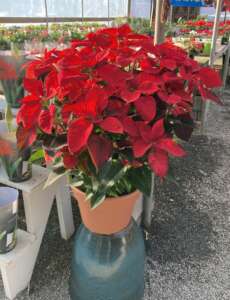 Large traditional red poinsettia