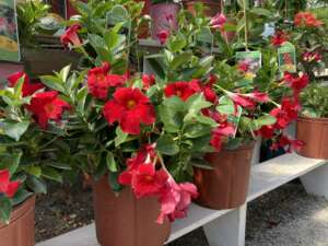Red Dipladania plants in full bloom