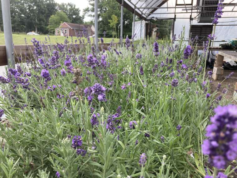 Mass of lavender in full bloom