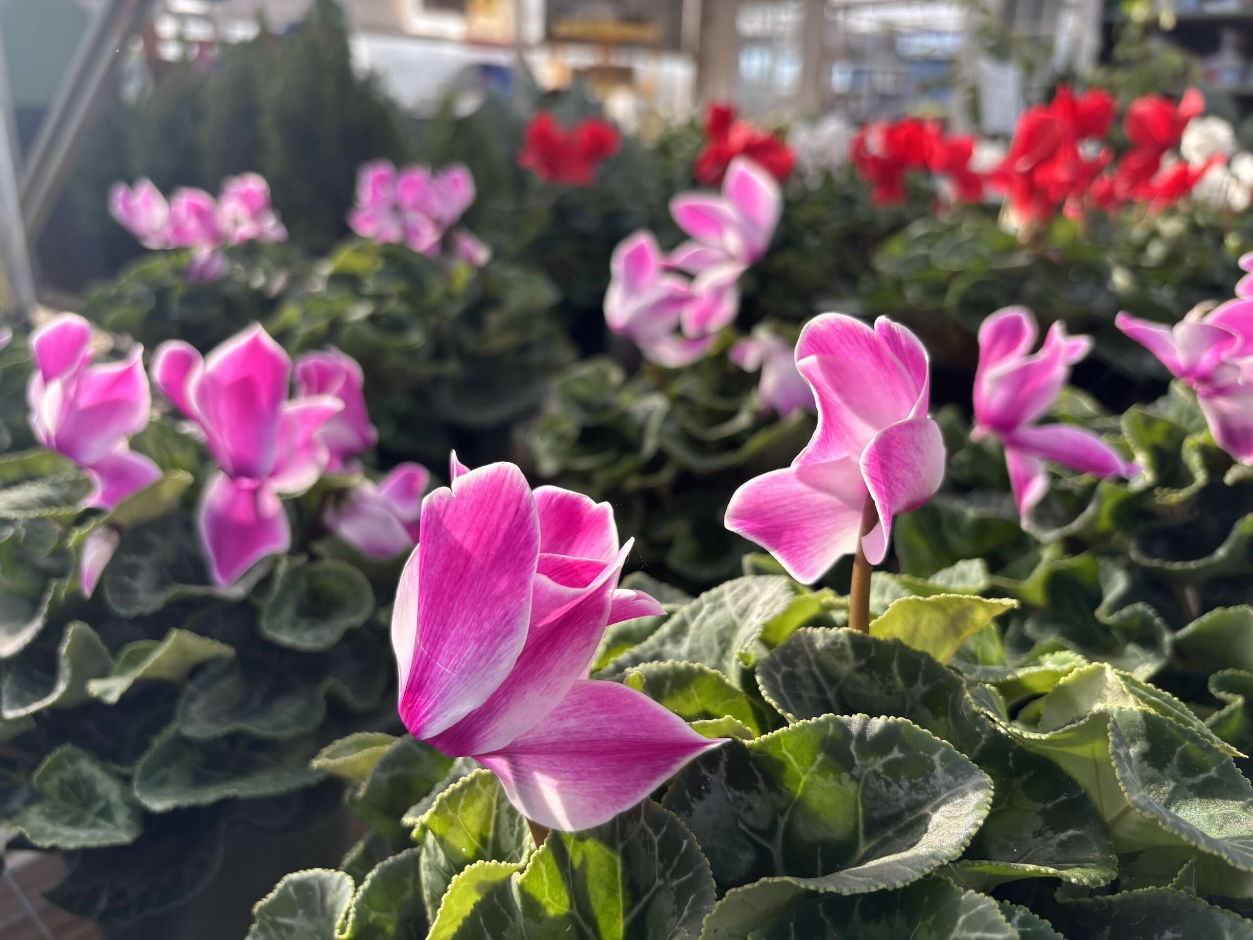 Cyclamen in Bloom