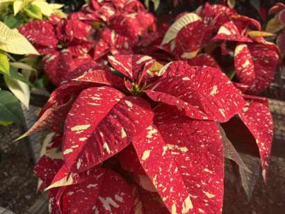 Jingle Bell poinsettias up close