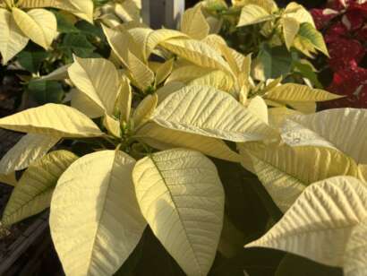 Solid white poinsettias up close