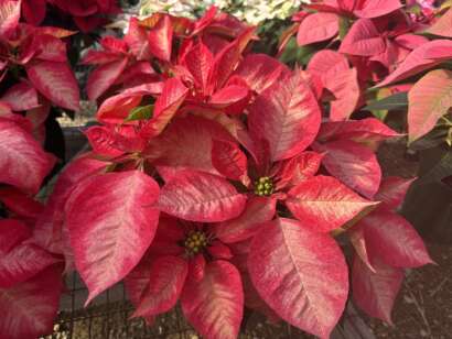 Peppermint Poinsettias up close