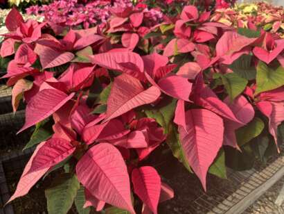 Solid pink poinsettias up close