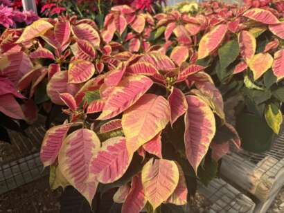 Marble Poinsettias up close