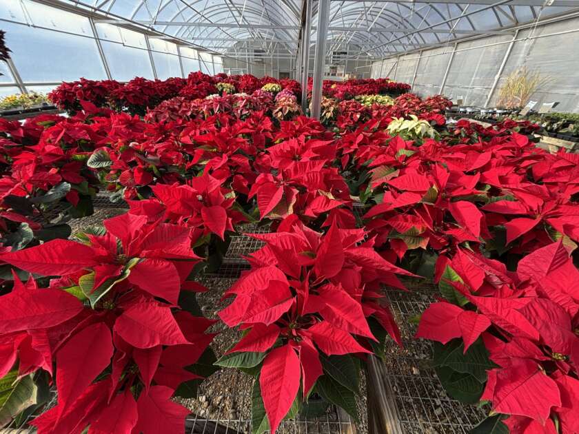 Greenhouse full of Poinsettias