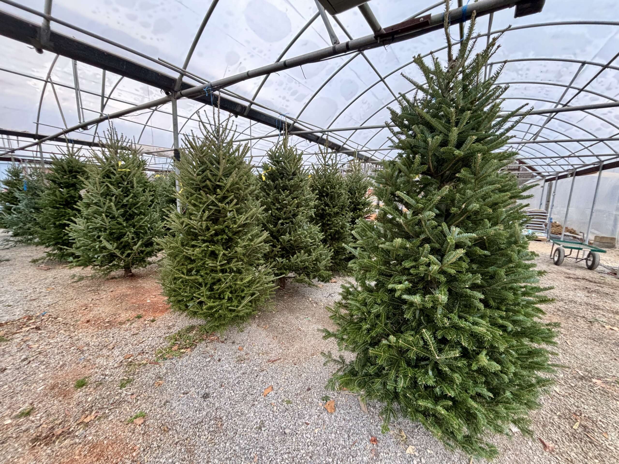 Fresh Cut Fraser Fir Christmas trees