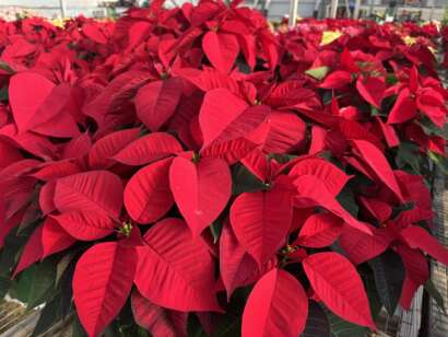 Solid Red Poinsettias Up close