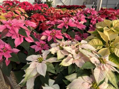 Assorted colors of poinsettias