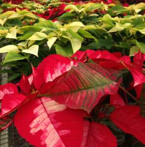 Poinsettia White and ice punch