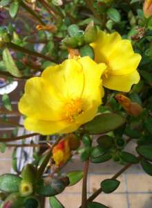 Yellow Purslane Blooms