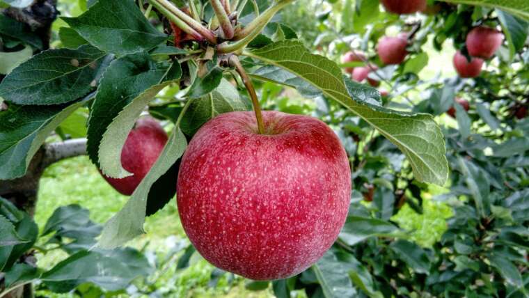 Selecting and Planting Fruit Trees