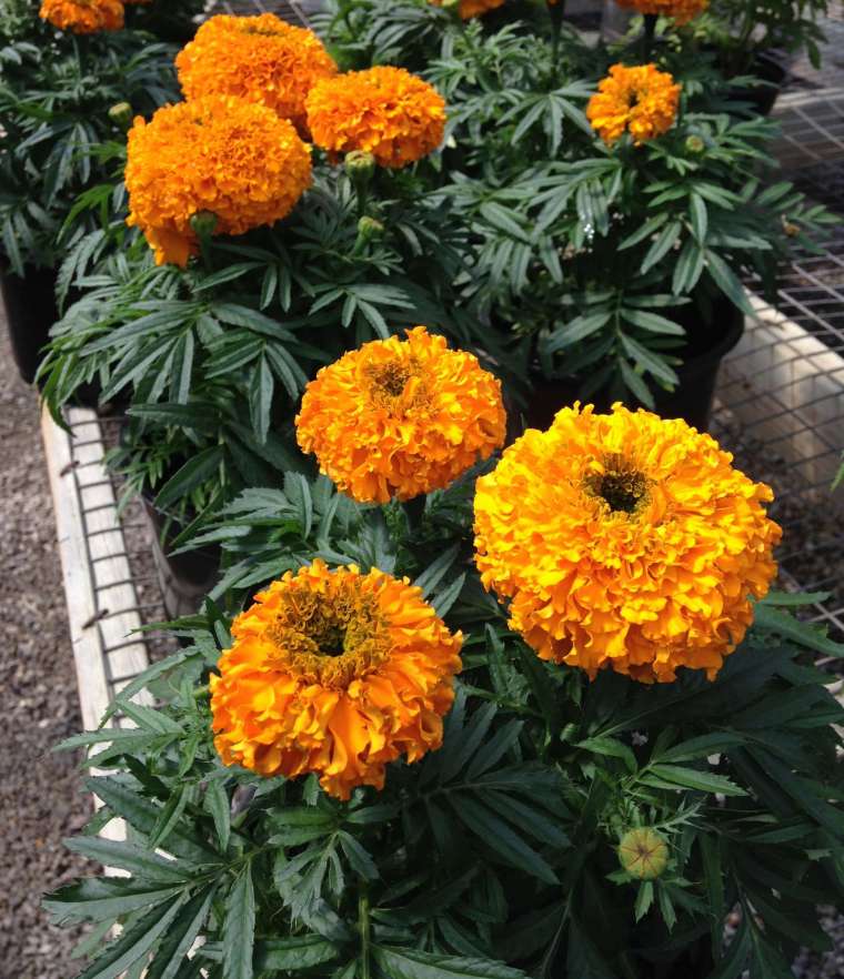 Marigolds Have Many Uses
