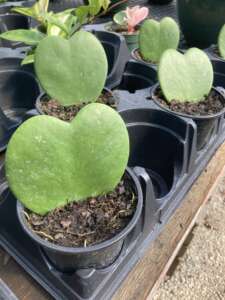 Heart leaf Hoya plant