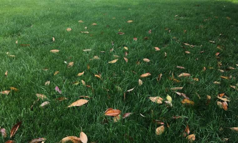 Fall Lawn Seeding