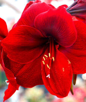 Scarlet Red Amaryllis in full bloom