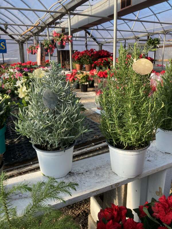 Rosemary and Lavender pruned in Christmas tree shape