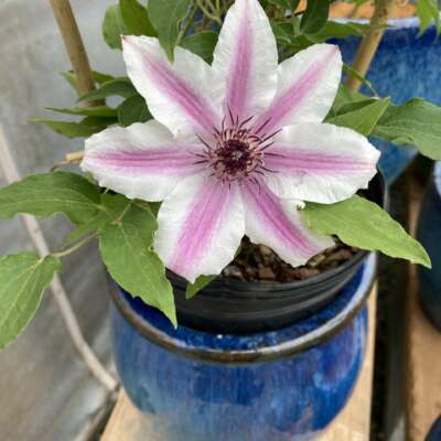 Carnaby Clematis vine in bloom