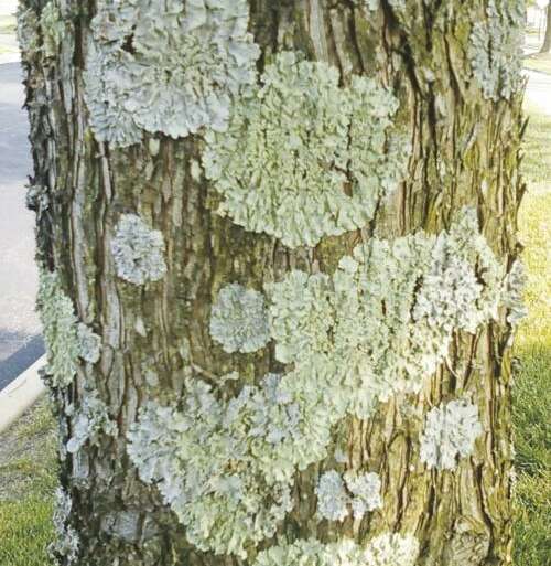 Gray stuff growing on trees? It’s Lichen!