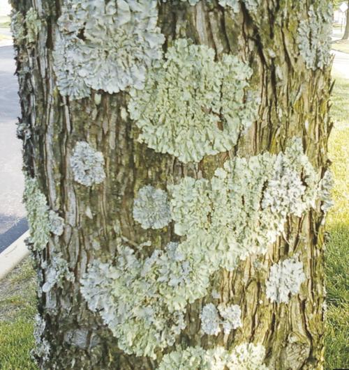 Gray stuff growing on trees? It’s Lichen!