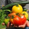 Six Tips To Grow Vegetables And Save Money!