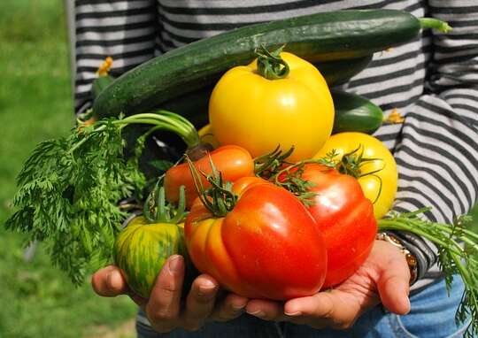 Six Tips To Grow Vegetables And Save Money!