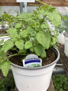 A pot of Lemon Balm