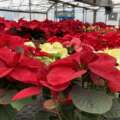 Poinsettia Care Before and After Christmas