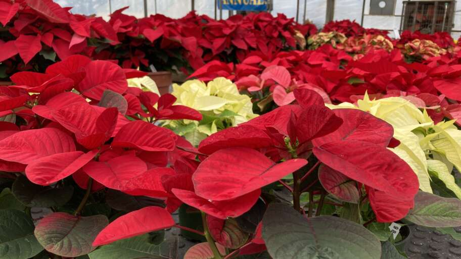 Poinsettia Care Before and After Christmas