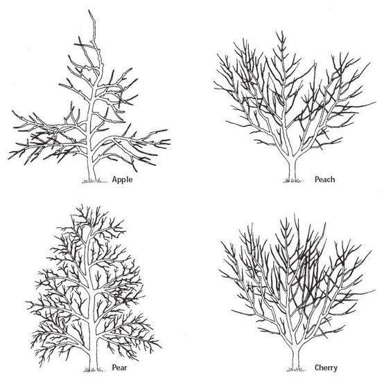 Mature Fruit Tree Forms